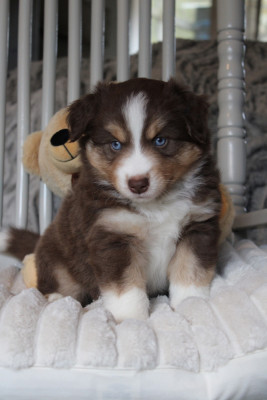Les chiots de Berger Américain Miniature 