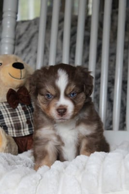Les chiots de Berger Américain Miniature