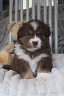 Les chiots de Berger Américain Miniature 