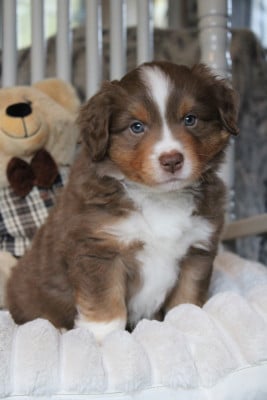 Les chiots de Berger Américain Miniature 