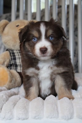 Les chiots de Berger Américain Miniature 