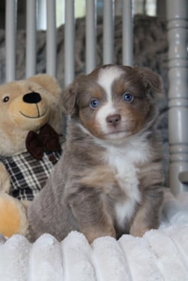 Les chiots de Berger Américain Miniature