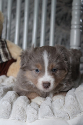 Les chiots de Berger Américain Miniature 