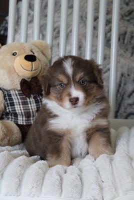 Les chiots de Berger Américain Miniature