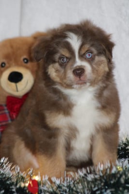 Les chiots de Berger Américain Miniature