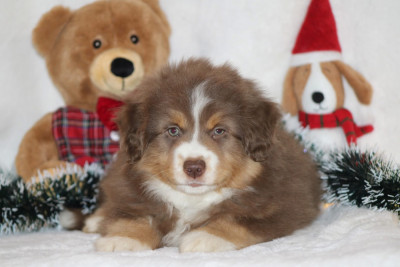Les chiots de Berger Américain Miniature 