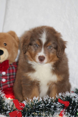 Les chiots de Berger Américain Miniature 