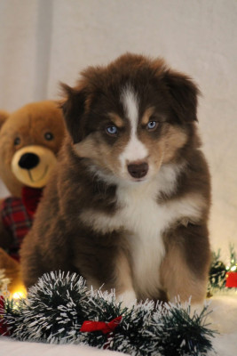 Les chiots de Berger Américain Miniature 