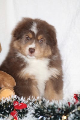 Les chiots de Berger Américain Miniature 