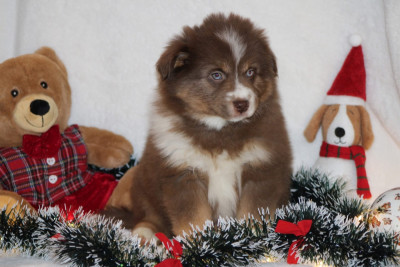 Les chiots de Berger Américain Miniature 