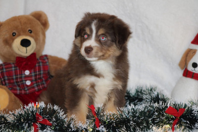 Les chiots de Berger Américain Miniature 