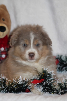 Les chiots de Berger Américain Miniature 