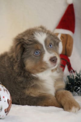 Les chiots de Berger Américain Miniature 