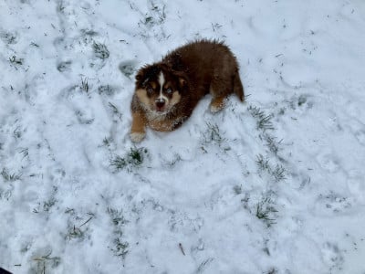 Les chiots de Berger Américain Miniature 