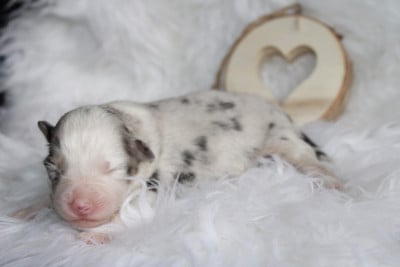 Les chiots de Berger Australien