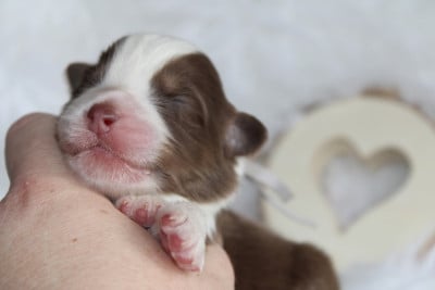 Les chiots de Berger Australien