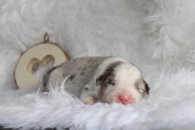 Les chiots de Berger Australien