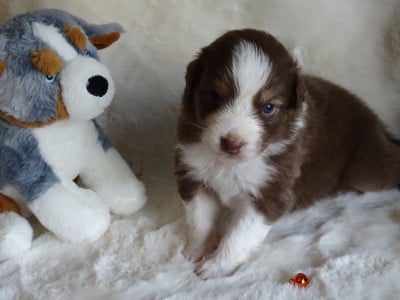 Les chiots de Berger Australien