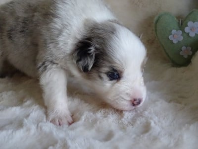 Les chiots de Berger Australien
