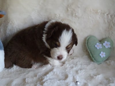 Les chiots de Berger Australien