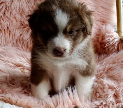 Les chiots de Berger Australien