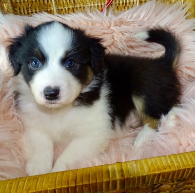 Les chiots de Berger Australien