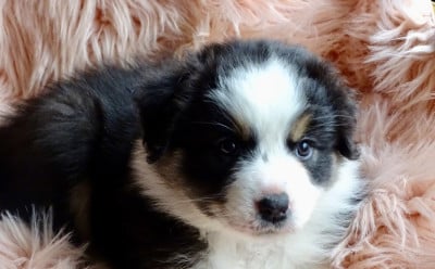 Les chiots de Berger Australien