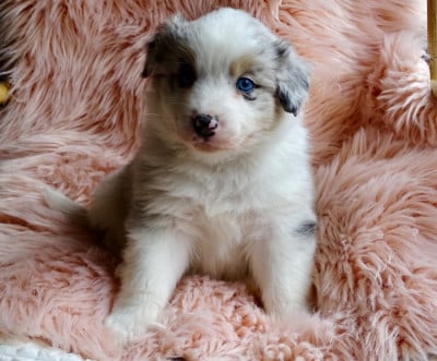 Les chiots de Berger Australien