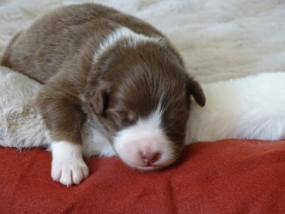 Les chiots de Berger Australien