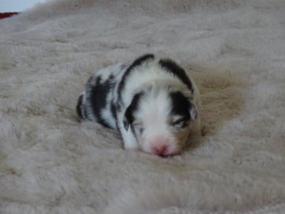 Les chiots de Berger Australien