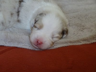 Les chiots de Berger Australien