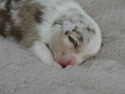 Les chiots de Berger Australien