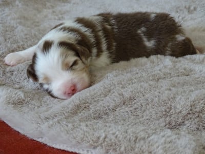 Les chiots de Berger Australien