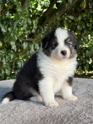 Les chiots de Berger Australien