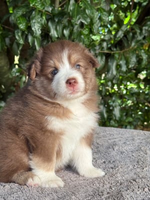 Les chiots de Berger Australien