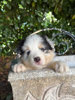 Les chiots de Berger Australien