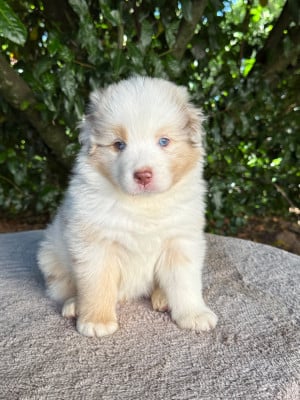 Les chiots de Berger Australien