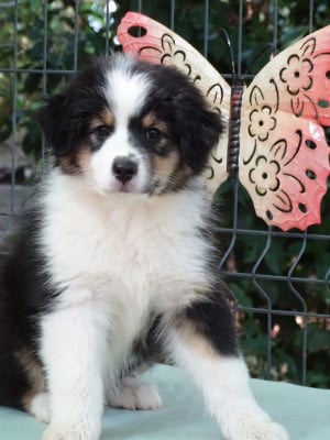 Les chiots de Berger Australien