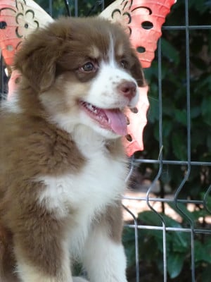 Les chiots de Berger Australien