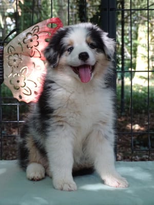 Les chiots de Berger Australien