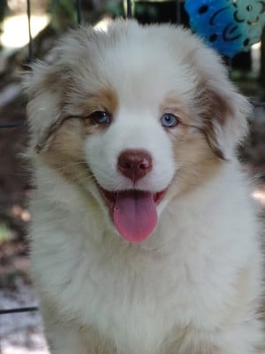 Les chiots de Berger Australien