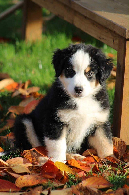 Les chiots de Berger Américain Miniature