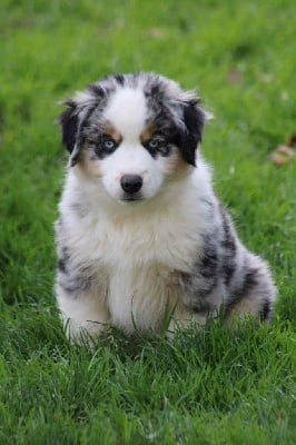 Les chiots de Berger Américain Miniature 