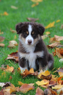 Les chiots de Berger Américain Miniature