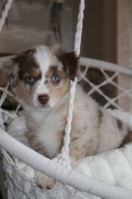 Les chiots de Berger Américain Miniature 