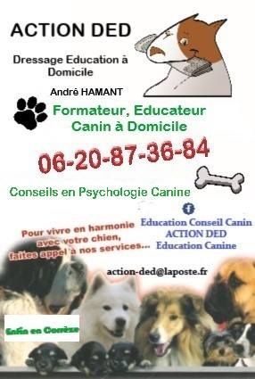 Accueil - Elevage Du Royaume Secret D'opaline - eleveur de chiens