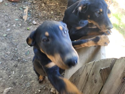 Les chiots de Berger de Beauce