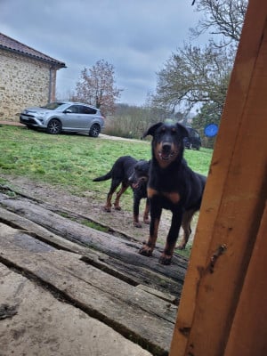 Les chiots de Berger de Beauce