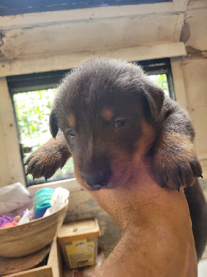 Les chiots de Berger de Beauce