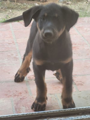 Les chiots de Berger de Beauce